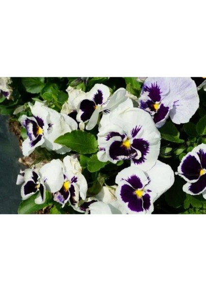 Videolu 30 Adet Beyaz Mor Hercai Menkşe Çiçeği Fidanı 5-15 cm Tüplü Çiçekli Bodur Purple Viola fırsatları