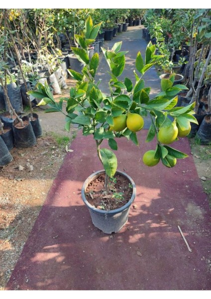 Videolu Mis Kokulu 1 Adet Yediveren Limon Fidanı 80-100CM Saksılı (Lemon Sapling)