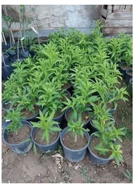 Videolu Kokulu Melisa Parfüm Çiçeği Fidanı 20-30 cm Saksılı Çiçekli Bodur Bitkiler Cestrum Nocturnum fırsatları