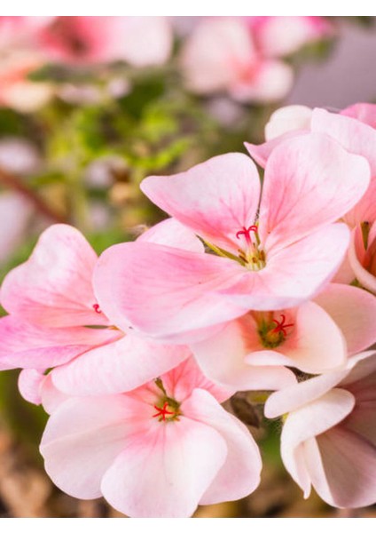 Videolu Açık Pembe Sardunya Çiçeği 30-40 cm Saksılı Çiçekli Bodur Bitkiler Geranium