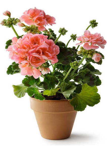 Videolu Açık Pembe Sardunya Çiçeği 30-40 cm Saksılı Çiçekli Bodur Bitkiler Geranium fiyatları