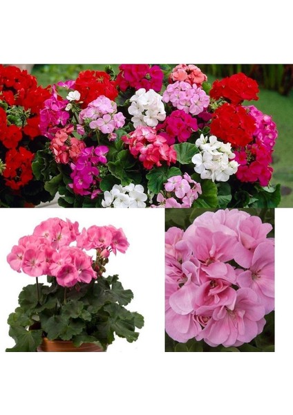 Videolu Açık Pembe Sardunya Çiçeği 30-40 cm Saksılı Çiçekli Bodur Bitkiler Geranium modelleri