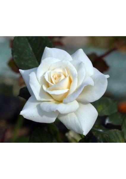 Videolu Beyaz Bulgar Gülü Çiçeği Fidanı 45-60 cm Tüplü Çiçekli Bodur Bitkiler White Bulgarian Rose