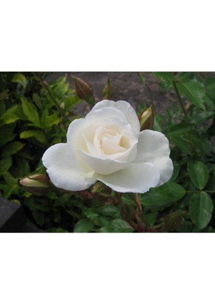 Videolu Beyaz Bulgar Gülü Çiçeği Fidanı 45-60 cm Tüplü Çiçekli Bodur Bitkiler White Bulgarian Rose fiyatları