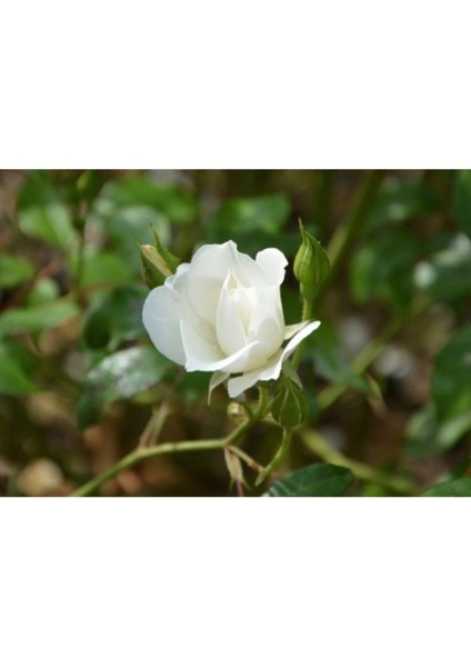 Videolu Beyaz Bulgar Gülü Çiçeği Fidanı 45-60 cm Tüplü Çiçekli Bodur Bitkiler White Bulgarian Rose modelleri