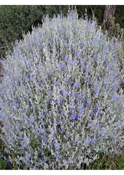 Videolu 1 Adet Zeytin Çalısı Fidanı 60-80CM Saksılı (Olive Bush)