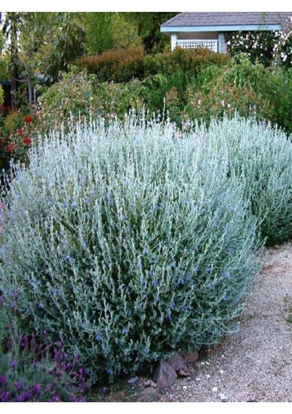 Videolu 1 Adet Zeytin Çalısı Fidanı 60-80CM Saksılı (Olive Bush)