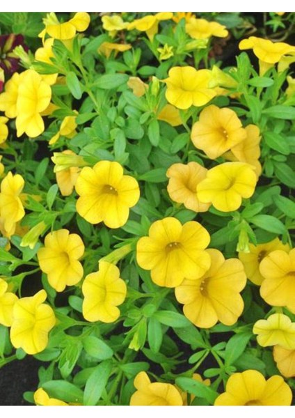 Videolu Sarı Petunya Çiçeği Fidanı Askılı Saksılı 1 Adet 20-40 cm Teras Bitkisi (Petunia)