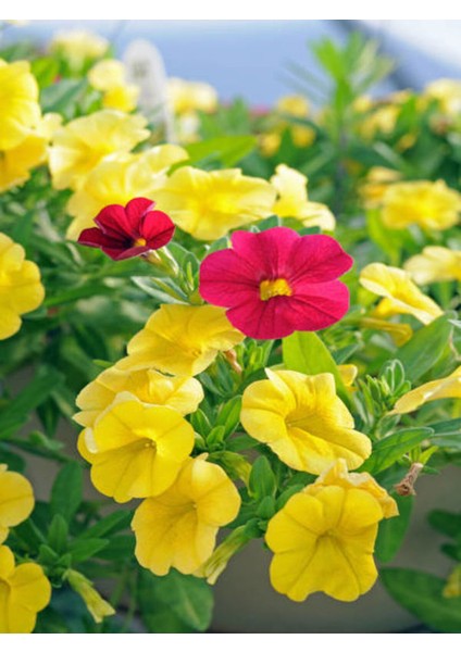 Videolu Sarı Petunya Çiçeği Fidanı Askılı Saksılı 1 Adet 20-40 cm Teras Bitkisi (Petunia)