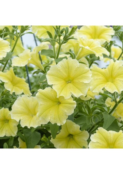 Videolu Sarı Petunya Çiçeği Fidanı Askılı Saksılı 1 Adet 20-40 cm Teras Bitkisi (Petunia)