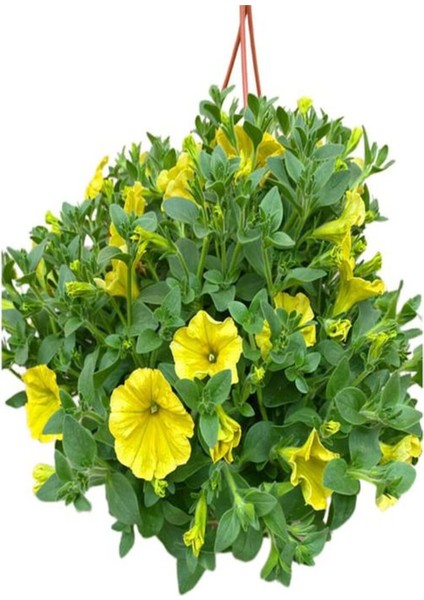 Videolu Sarı Petunya Çiçeği Fidanı Askılı Saksılı 1 Adet 20-40 cm Teras Bitkisi (Petunia)