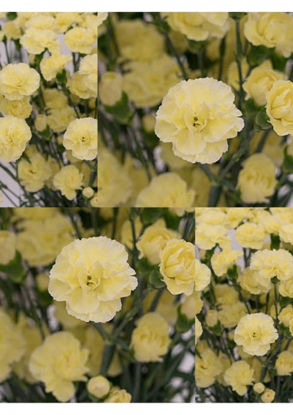 Videolu Kokulu Sarı Karanfil Çiçeği Fidanı 4 Adet Saksılı 30-50CM Salon Bitkisi (Carnation Flower)