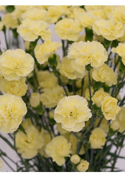 Videolu Kokulu Sarı Karanfil Çiçeği Fidanı 4 Adet Saksılı 30-50CM Salon Bitkisi (Carnation Flower) fiyatları