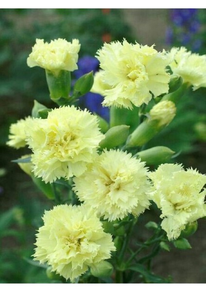 Videolu Kokulu Sarı Karanfil Çiçeği Fidanı 4 Adet Saksılı 30-50CM Salon Bitkisi (Carnation Flower) fırsatları
