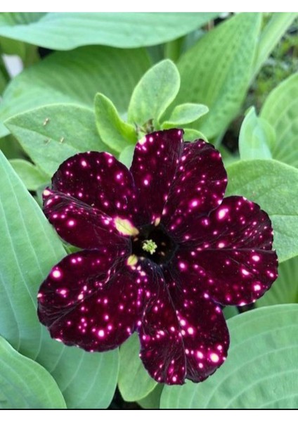 Videolu Siyah Çilli Petunya Fidanı Askılı 1 Adet Saksılı 20-40CM Salon Bahçe Bitkisi (Petunia)
