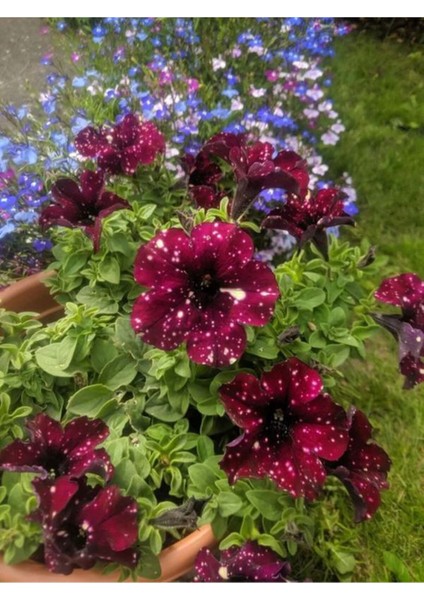 Videolu Siyah Çilli Petunya Fidanı Askılı 1 Adet Saksılı 20-40CM Salon Bahçe Bitkisi (Petunia)