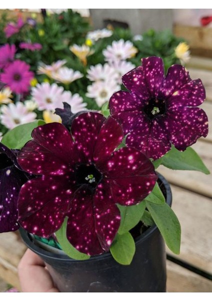Videolu Siyah Çilli Petunya Fidanı Askılı 1 Adet Saksılı 20-40CM Salon Bahçe Bitkisi (Petunia)