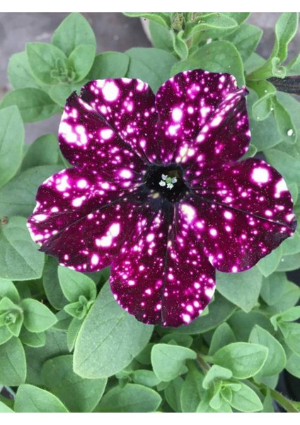 Videolu Siyah Çilli Petunya Fidanı Askılı 1 Adet Saksılı 20-40CM Salon Bahçe Bitkisi (Petunia)