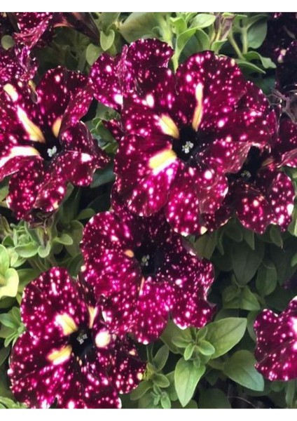 Videolu Siyah Çilli Petunya Fidanı Askılı 1 Adet Saksılı 20-40CM Salon Bahçe Bitkisi (Petunia)