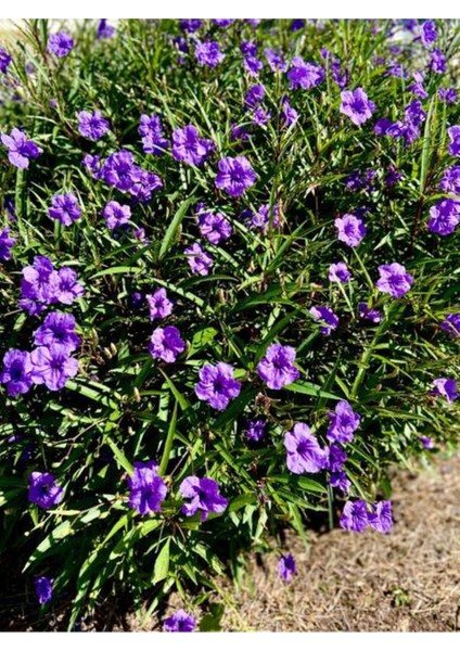 Videolu Mor Meksika Petunyası 1 Adet Saksılı 40-60 cm Balkon Bitkisi Ruelya (Ruellia) fiyatları