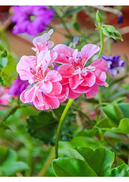 Videolu Toz Pembe Sakız Sardunya Sarkan 1 Adet Saksılı 30-50CM Teras Bitkisi (Pelargonium Peltatum) fiyatları