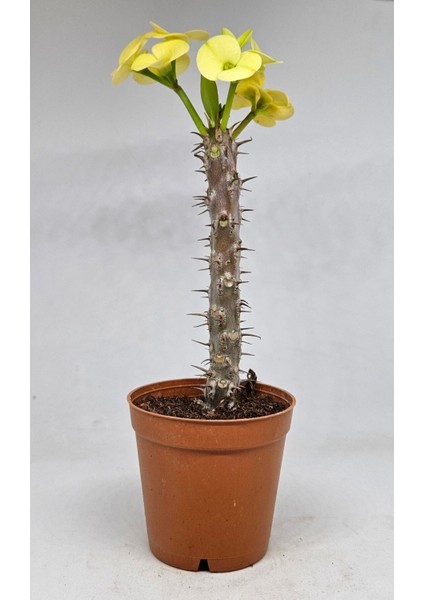 Videolu Sarı Milli Dikenler Tacı 1 Adet Saksılı 10-30 cm Salon Bitkisi Kaktüs (Euphorbia)