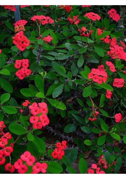 Videolu Kırmızı Milli Dikenler Tacı 1 Adet Saksılı 20-40CM Salon Bitkisi Kaktüs (Euphorbia) indirimleri