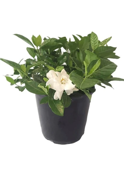 Serada Decor Plant Videolu Muhteşem Kokulu 1 Adet Beyaz Gardenya Çiçeği Saksılı 25-45CM (White Gardenia Flower)