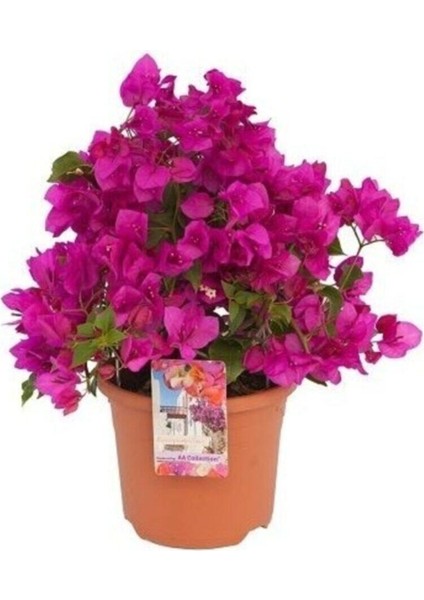 Videolu Canlı Mor Renli 1 Adet Bodur Begonvil Bitkisi 15-30CM Saksılı (Bougainvillea Seedling)