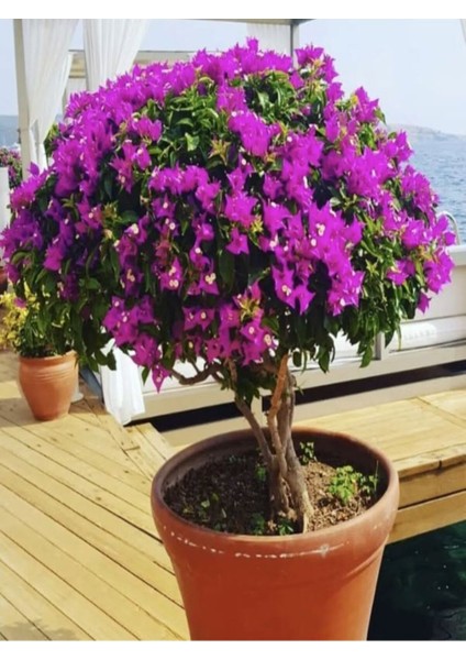 Videolu Canlı Mor Renli 1 Adet Bodur Begonvil Bitkisi 15-30CM Saksılı (Bougainvillea Seedling) fiyatları