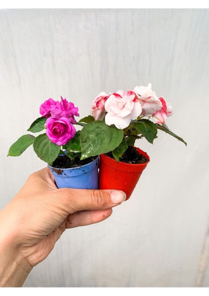 Videolu 2 Adet Karışık Renk Katmerli Cam Güzeli 10-20 cm Saksılı Çiçekli Bodur Crassula Ovata