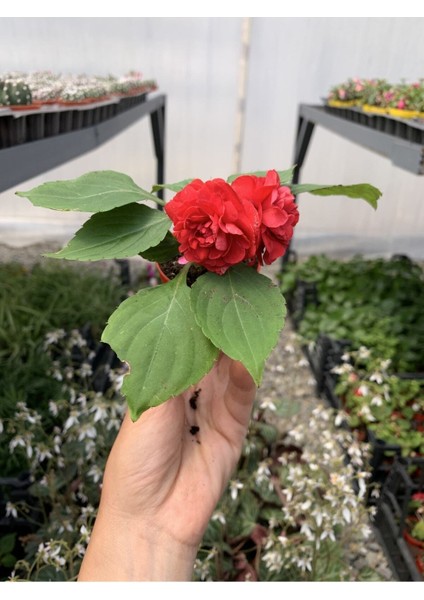 Videolu 2 Adet Karışık Renk Katmerli Cam Güzeli 10-20 cm Saksılı Çiçekli Bodur Crassula Ovata fiyatları