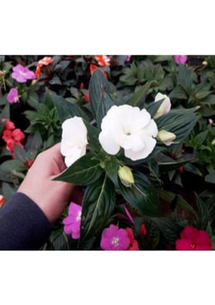 Videolu 2 Adet Karışık Renk Katmerli Cam Güzeli 10-20 cm Saksılı Çiçekli Bodur Crassula Ovata modelleri