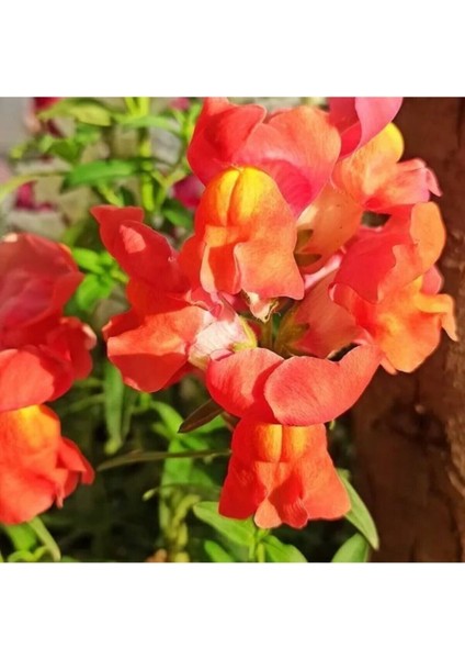 Videolu 10 Adet Kırmızı Sarı Aslanağzı Çiçeği Fidanı 5-15CM Tüplü Çiçekli Bodur Bitkiler Snapdragon