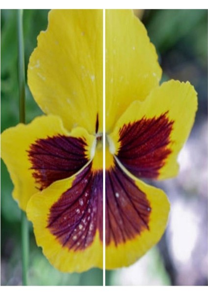 Videolu 30'lu Sarı Kahverengi Hercail Menekşe Fidanı 5-15 cm Tüplü Çiçekli Bodur Bitkiler Viola