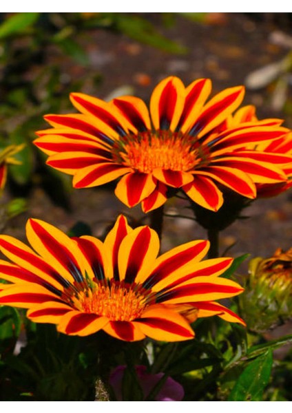 Videolu Sarı Renkli 4 Adet Bodrum Papatyası Fidanı 25-45CM Saksılı (Bodrum Daisy)