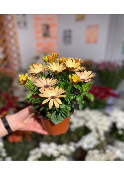 Videolu Sarı Renkli 4 Adet Bodrum Papatyası Fidanı 25-45CM Saksılı (Bodrum Daisy) modelleri