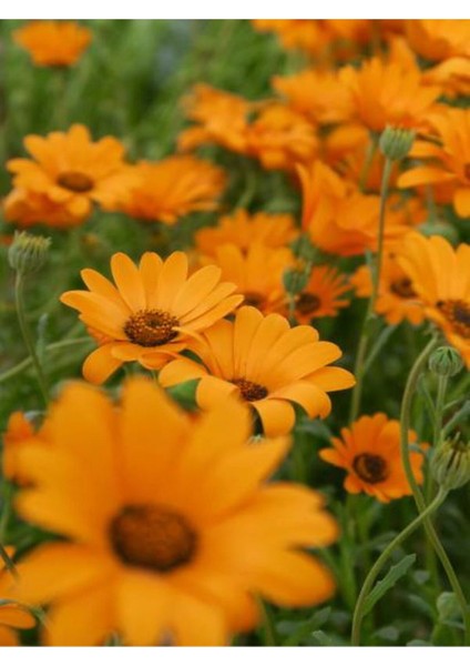 Videolu Sarı Renkli 4 Adet Bodrum Papatyası Fidanı 25-45CM Saksılı (Bodrum Daisy) fırsatları