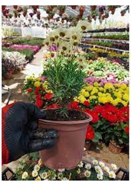 Videolu Sarı Renkli 4 Adet Bodrum Papatyası Fidanı 25-45CM Saksılı (Bodrum Daisy) indirimleri