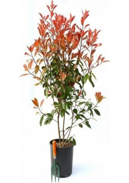 Videolu 1 Adet Alev Çalısı Çiçeği Fidanı 40-60CM Saksılı (Burning Bush)
