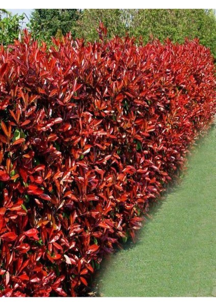 Videolu 1 Adet Alev Çalısı Çiçeği Fidanı 40-60CM Saksılı (Burning Bush)