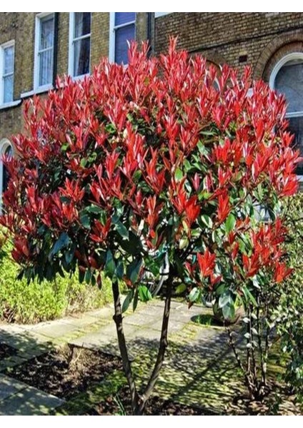Videolu 1 Adet Alev Çalısı Çiçeği Fidanı 40-60CM Saksılı (Burning Bush)