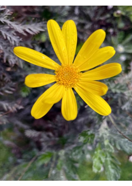 Videolu Sarı Çalı Papatyası 20-45 cm Saksılı Çiçekli Bodur Bitkiler Yellow Daisy fiyatları
