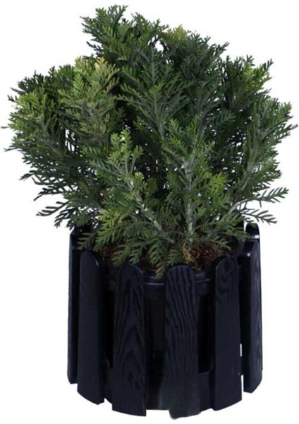 Videolu Sarı Çalı Papatyası 20-45 cm Saksılı Çiçekli Bodur Bitkiler Yellow Daisy modelleri