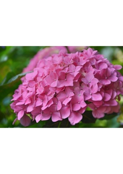 Videolu Pembe Çiçekli Ortanca Fidanı 30-55 cm Tüplü Çiçekli Bodur Bitkiler Pink Hydrangea fiyatları