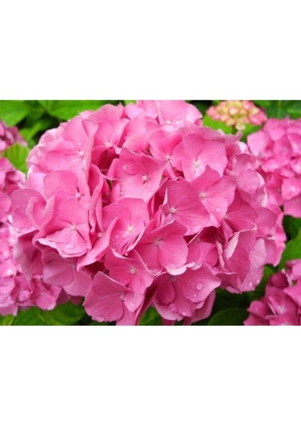Videolu Pembe Çiçekli Ortanca Fidanı 30-55 cm Tüplü Çiçekli Bodur Bitkiler Pink Hydrangea modelleri