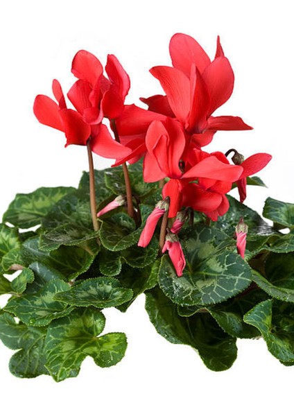 Videolu Kırmızı Renk Sıklamen Çiçeği 1 Adet Saksılı 15-25 cm Salon/ Bahçe Bitkisi (Cyclamen) fiyatları