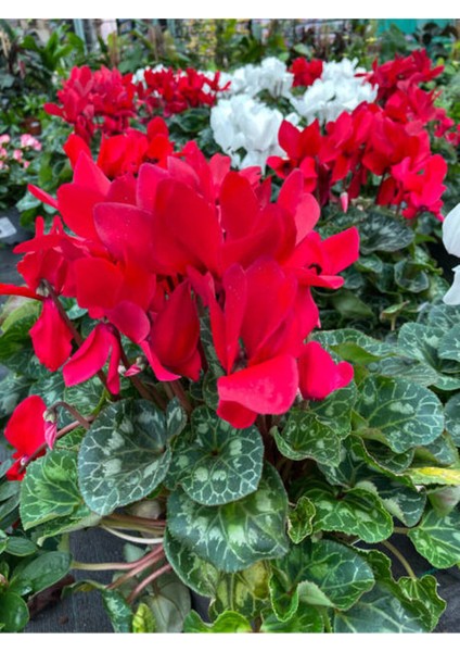 Videolu Kırmızı Renk Sıklamen Çiçeği 1 Adet Saksılı 15-25 cm Salon/ Bahçe Bitkisi (Cyclamen) modelleri