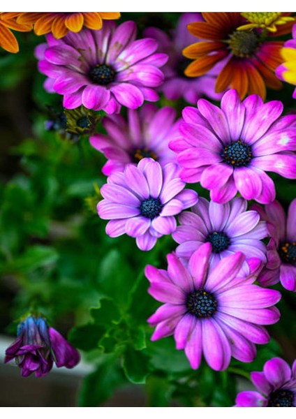 Videolu Eflatun Rengi Bodrum Papatyası 1 Adet Saksılı 20-40CM Salon Bitkisi (Osteospermum Ecklonis)