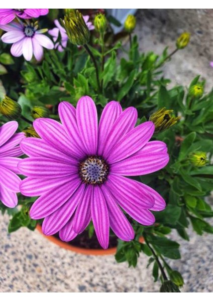 Videolu Eflatun Rengi Bodrum Papatyası 1 Adet Saksılı 20-40CM Salon Bitkisi (Osteospermum Ecklonis) fırsatları